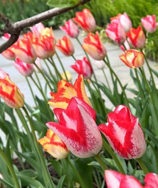 The Enchantress Tulip Special