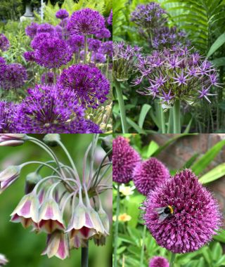 The Must-Grow Allium Special