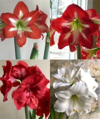 The Classic Holiday Amaryllis Special 