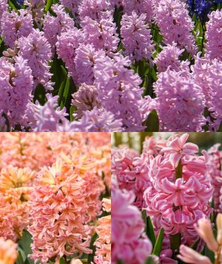 The Orange and Pink Hyacinth Special 