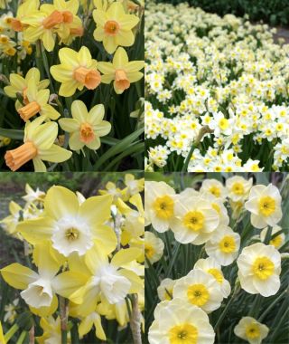 The Dainty Narcissus Special 