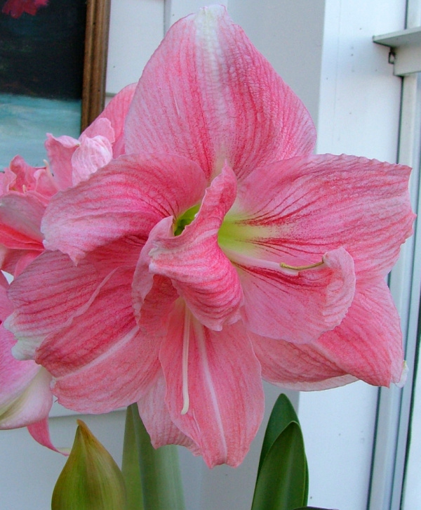 Double Christmas Flowering Amaryllis