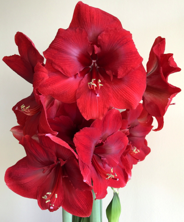 Single Christmas Flowering Amaryllis