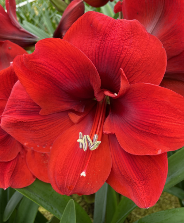 Gigantic 40+ cm Amaryllis Bulbs