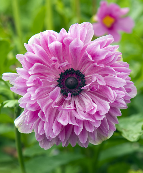 Anemone Giants