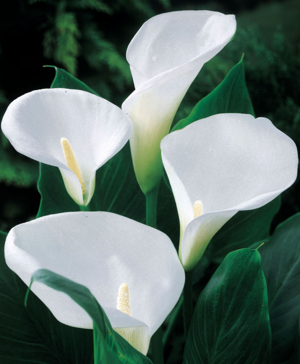 Calla aethiopica