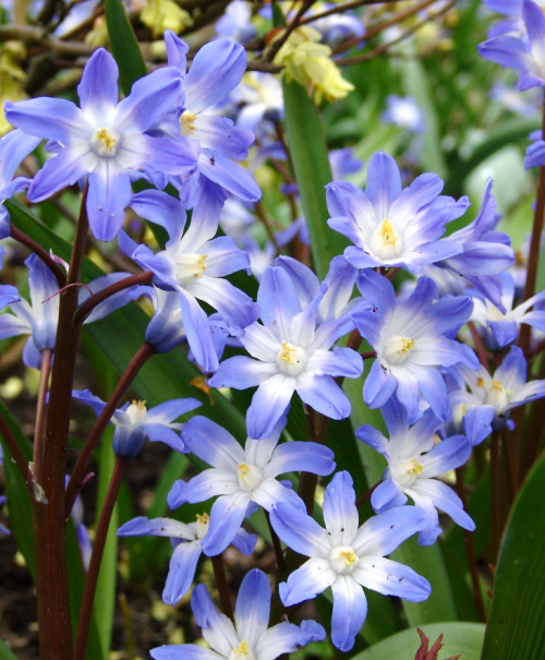 Chionodoxa