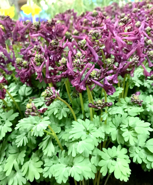 Corydalis