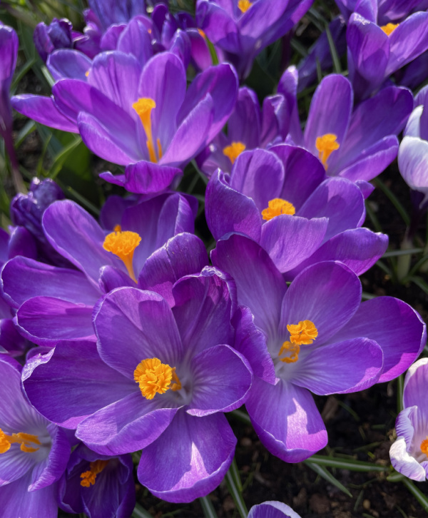 Dutch Large Flowering Crocus