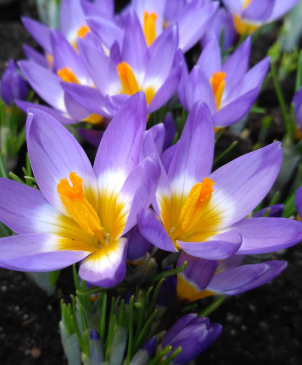 Species or Botanical Crocus