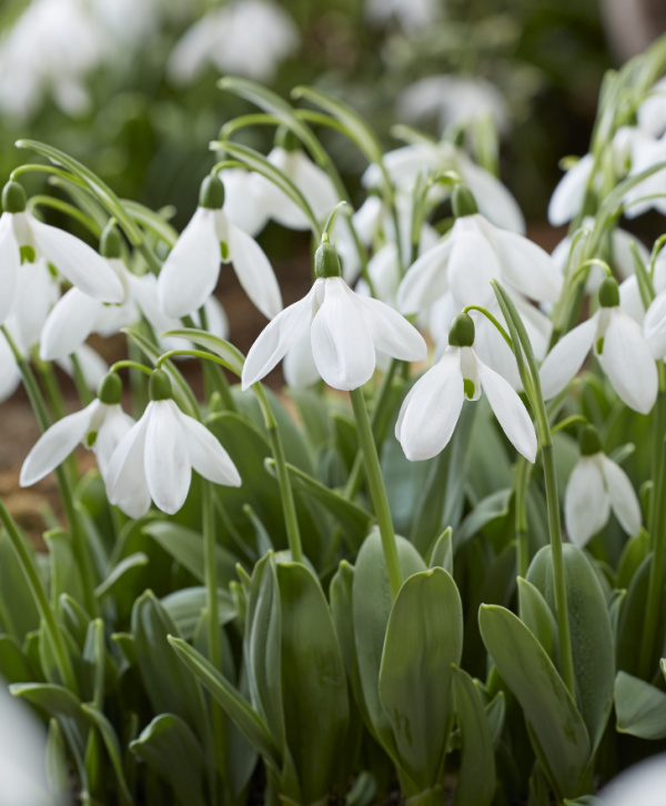 Galanthus