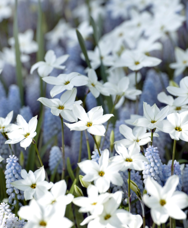Ipheion uniflorum