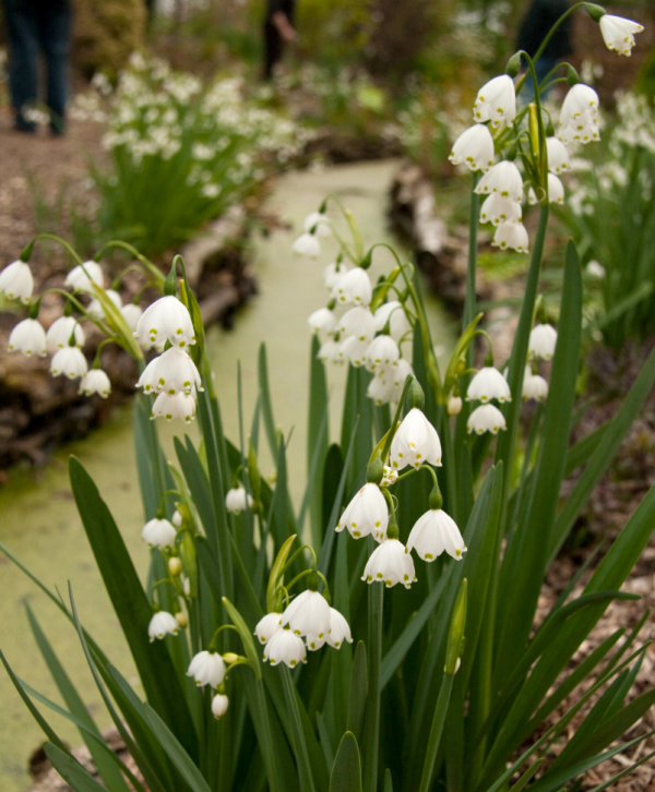 Leucojum Aestivum