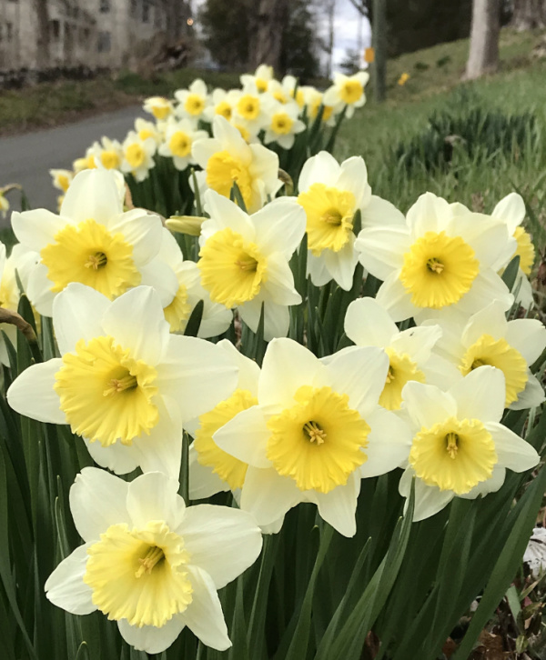 Large Cupped Narcissi