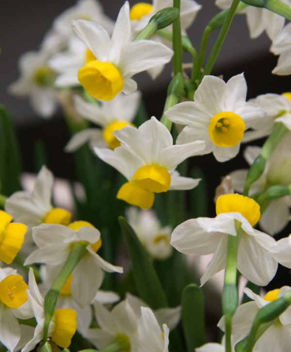 Miniature Narcissi