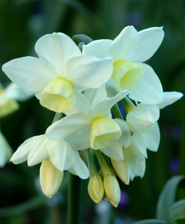 Tazetta Narcissi