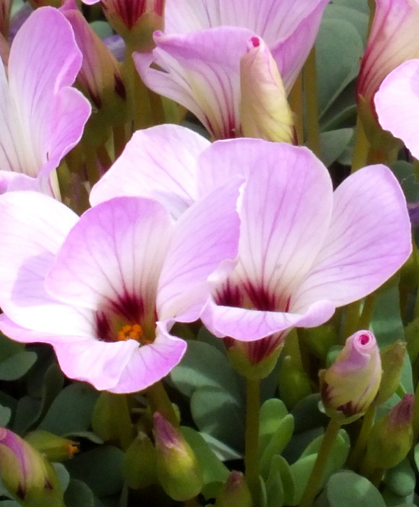 Oxalis