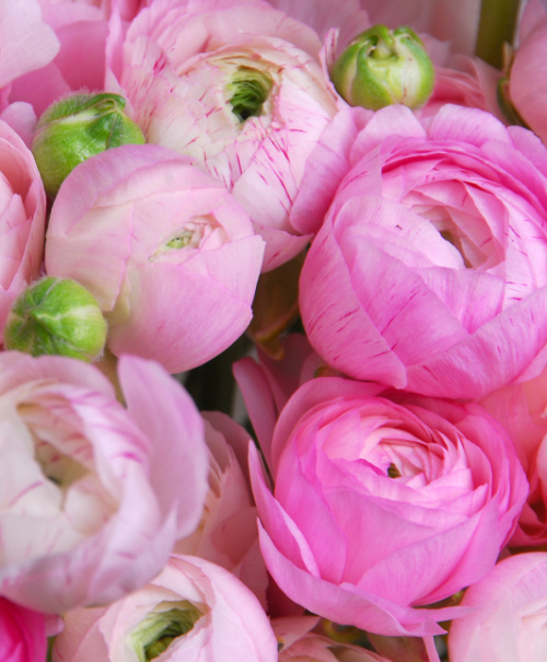 Tecolote Ranunculus