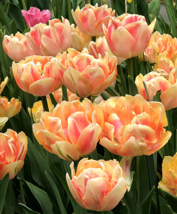 Double Early Tulips