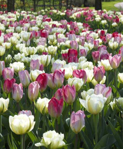 Emperor Tulips