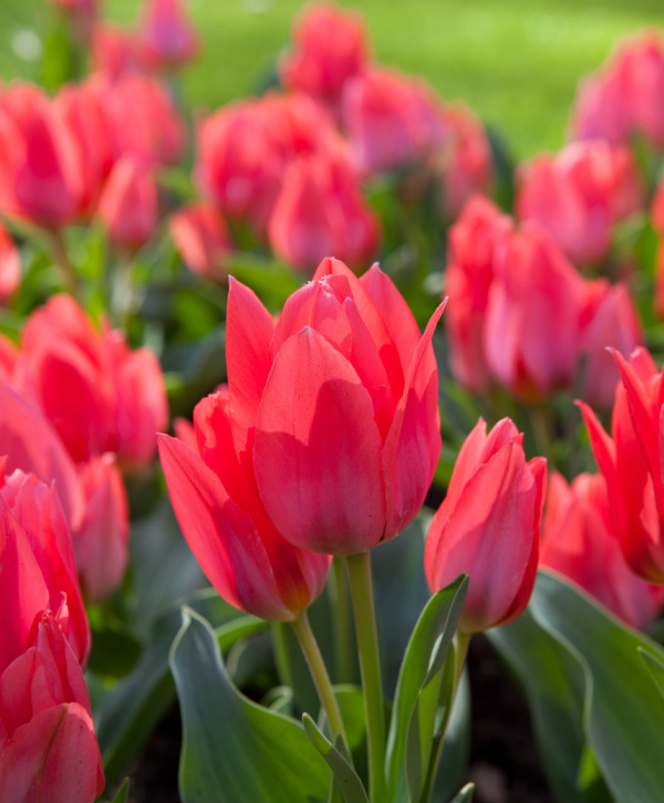 Greigii Tulips