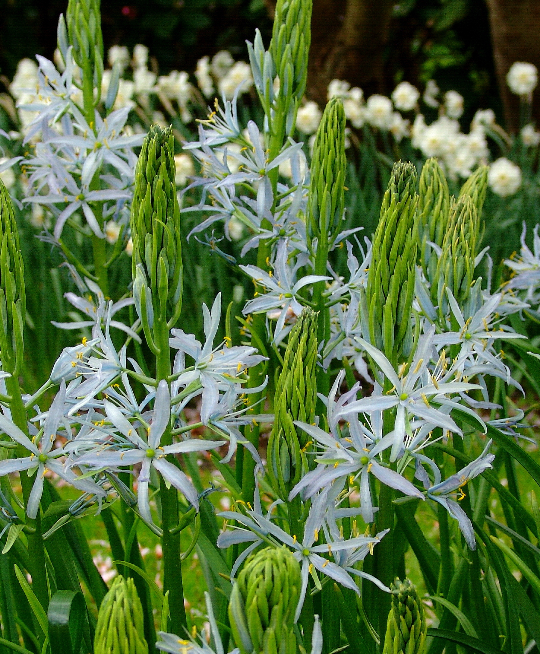 In Focus: Camassia Blue Heaven