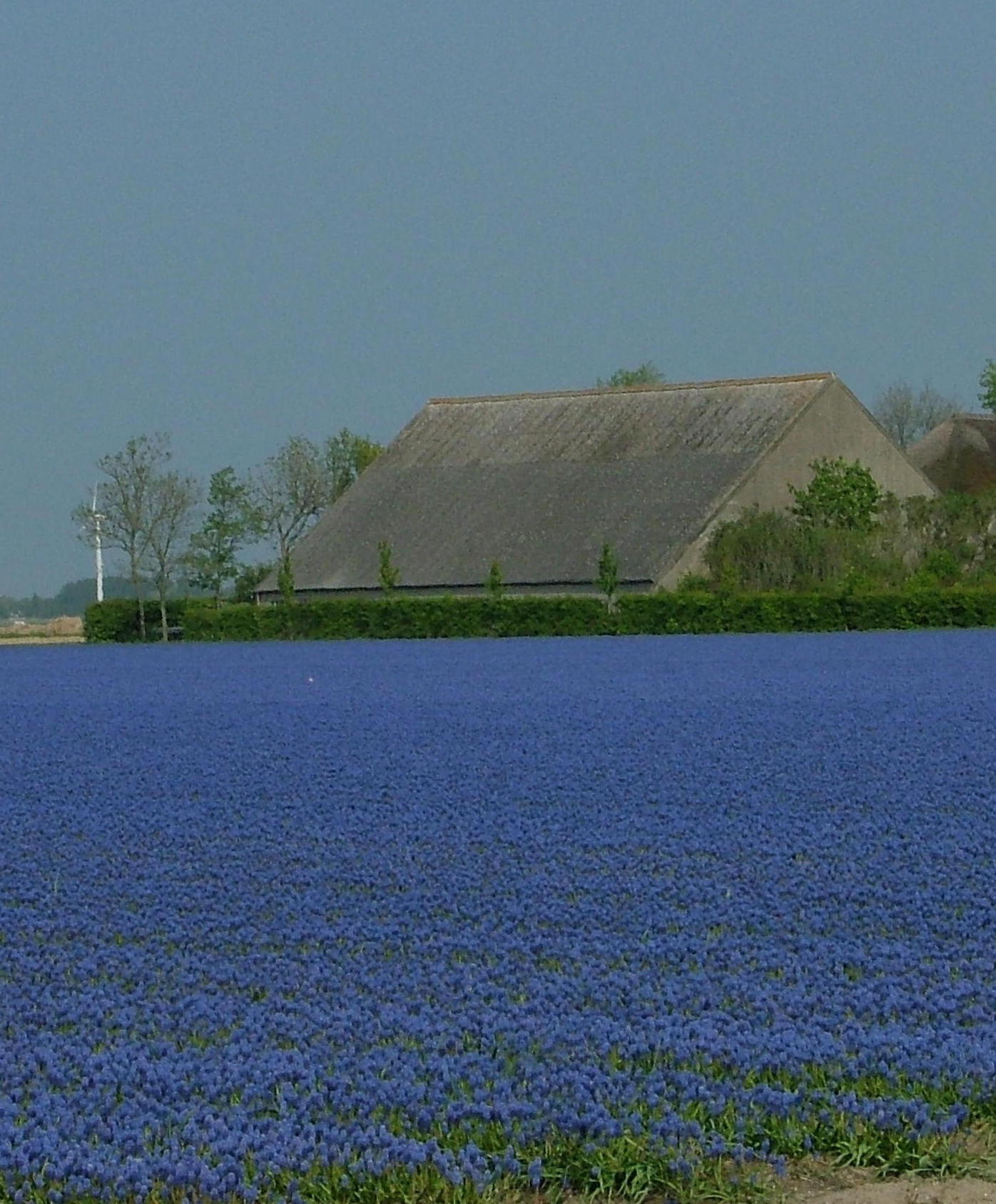 In Focus: Muscari aucheri Blue Magic