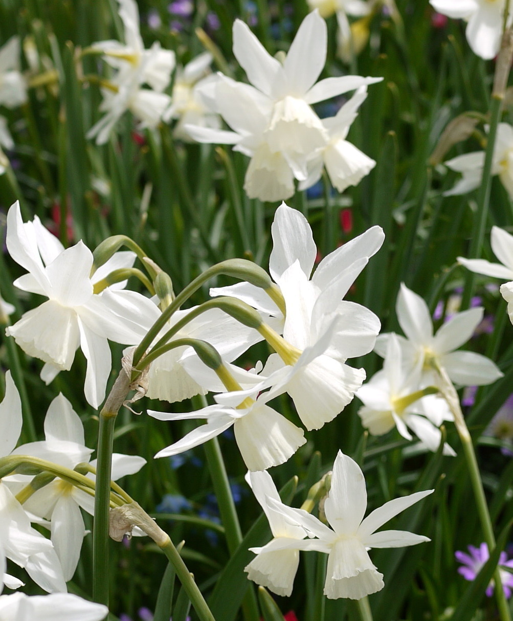 In Focus: Triandrus Narcissus Thalia