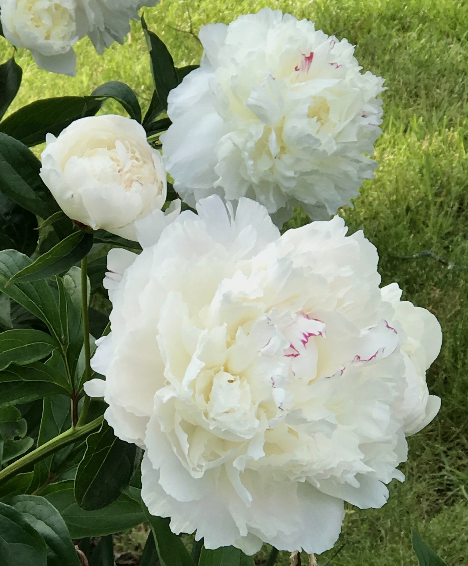 In Focus: Peony Festiva maxima