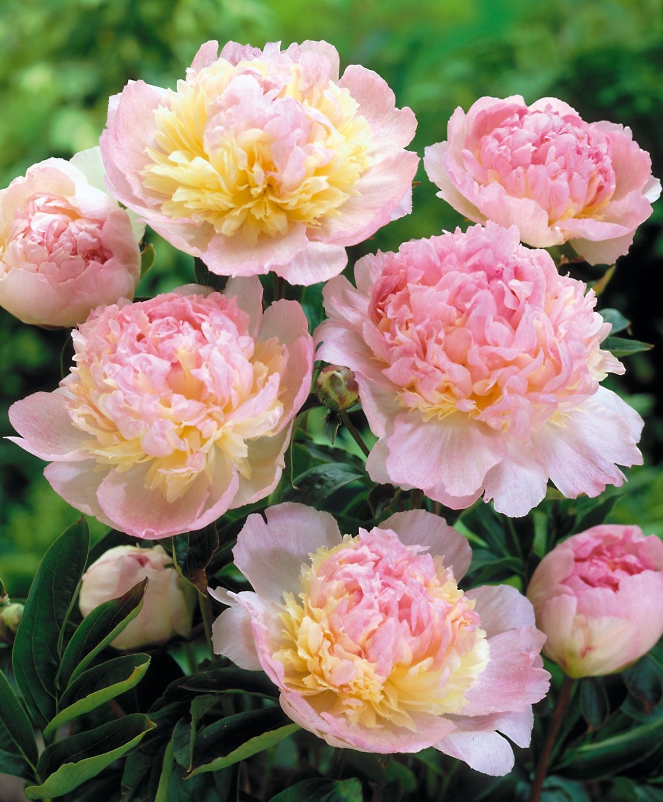 In Focus: Peony Raspberry Sundae