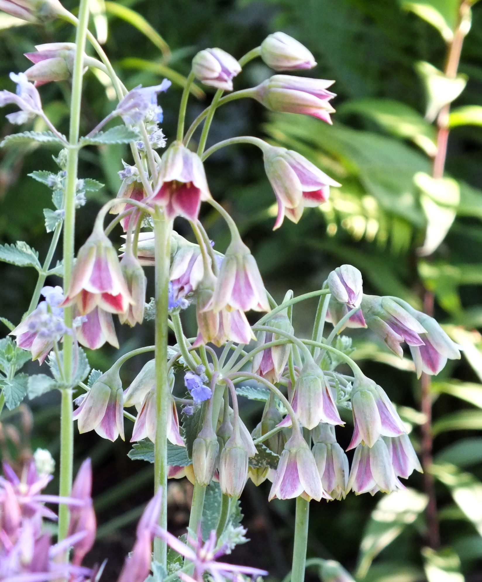 In Focus: Allium bulgaricum