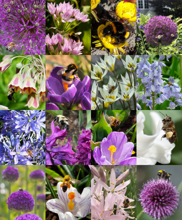 Bulbs for Bees