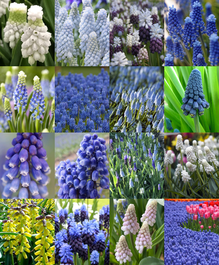 Gorgeous and Versatile Muscari