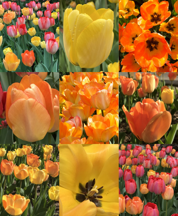 The Many Faces of Tulip Daydream