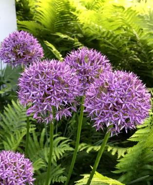 In Focus: Allium aflatunense Purple Sensation
