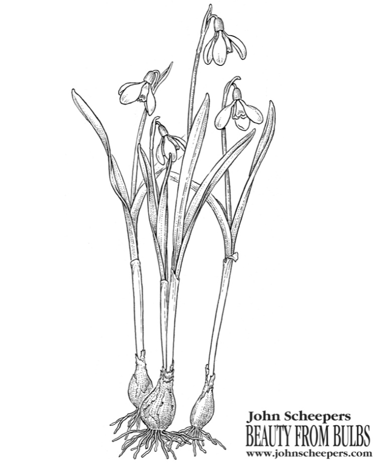 Flower Bulb Coloring Sheets to Tide You Over 'Til Spring