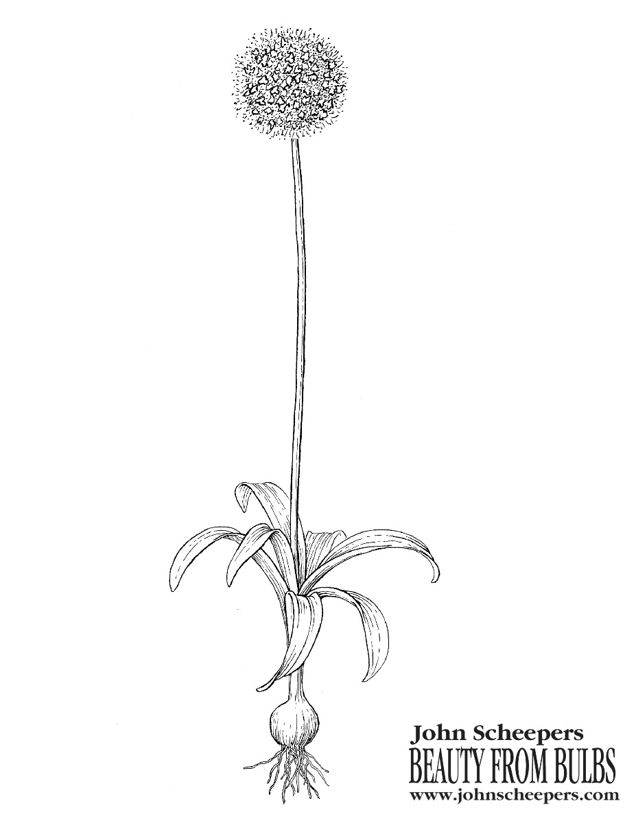 Allium