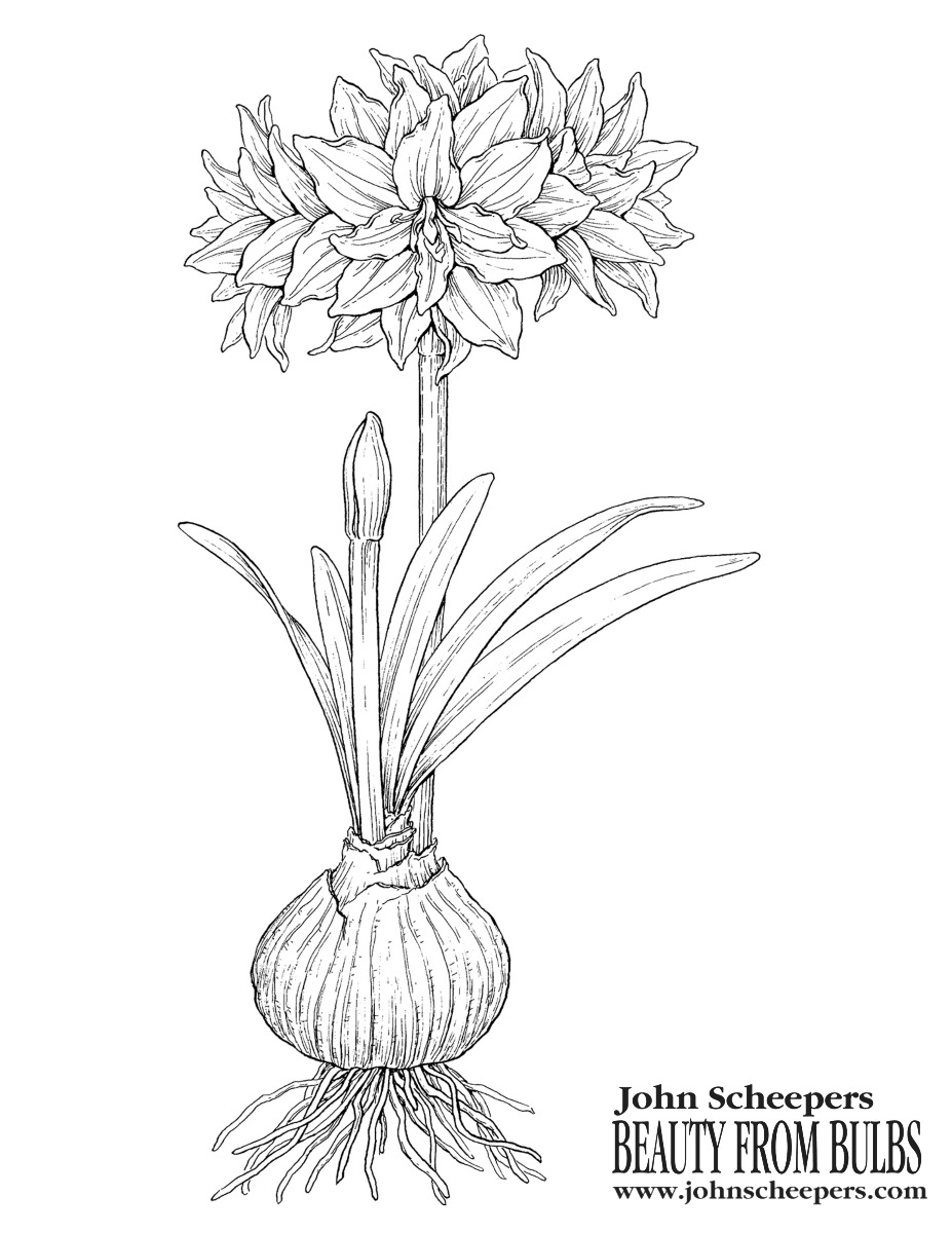 Amaryllis