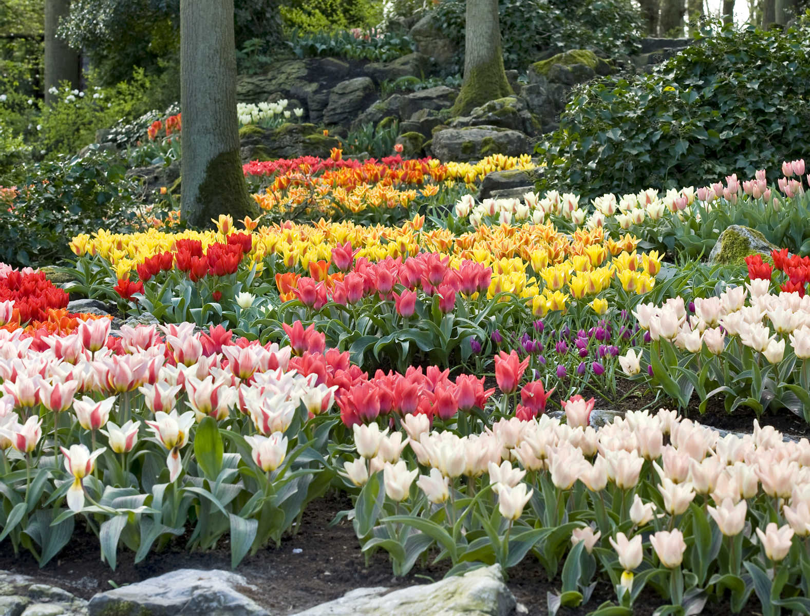 Beauty from Bulbs Blog