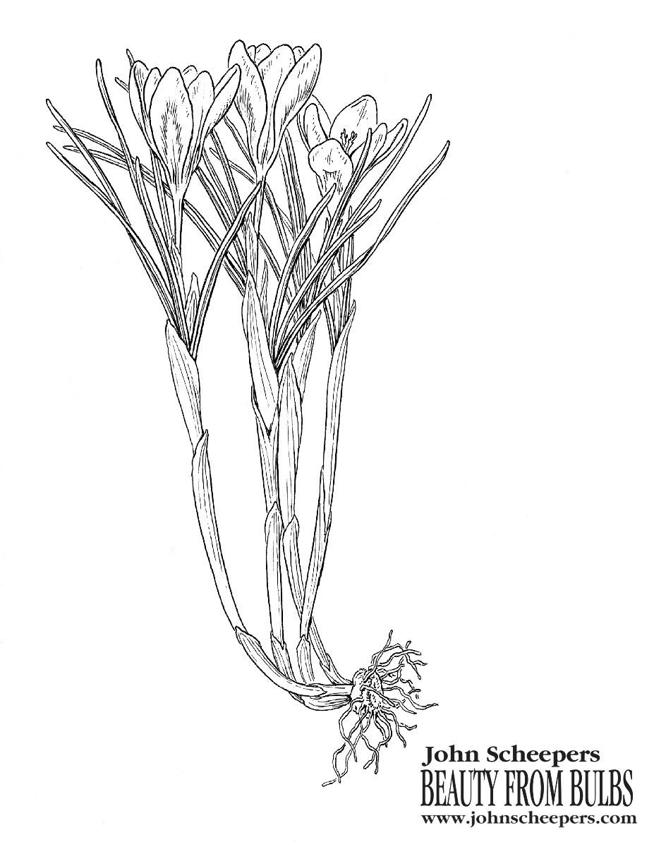 Crocus