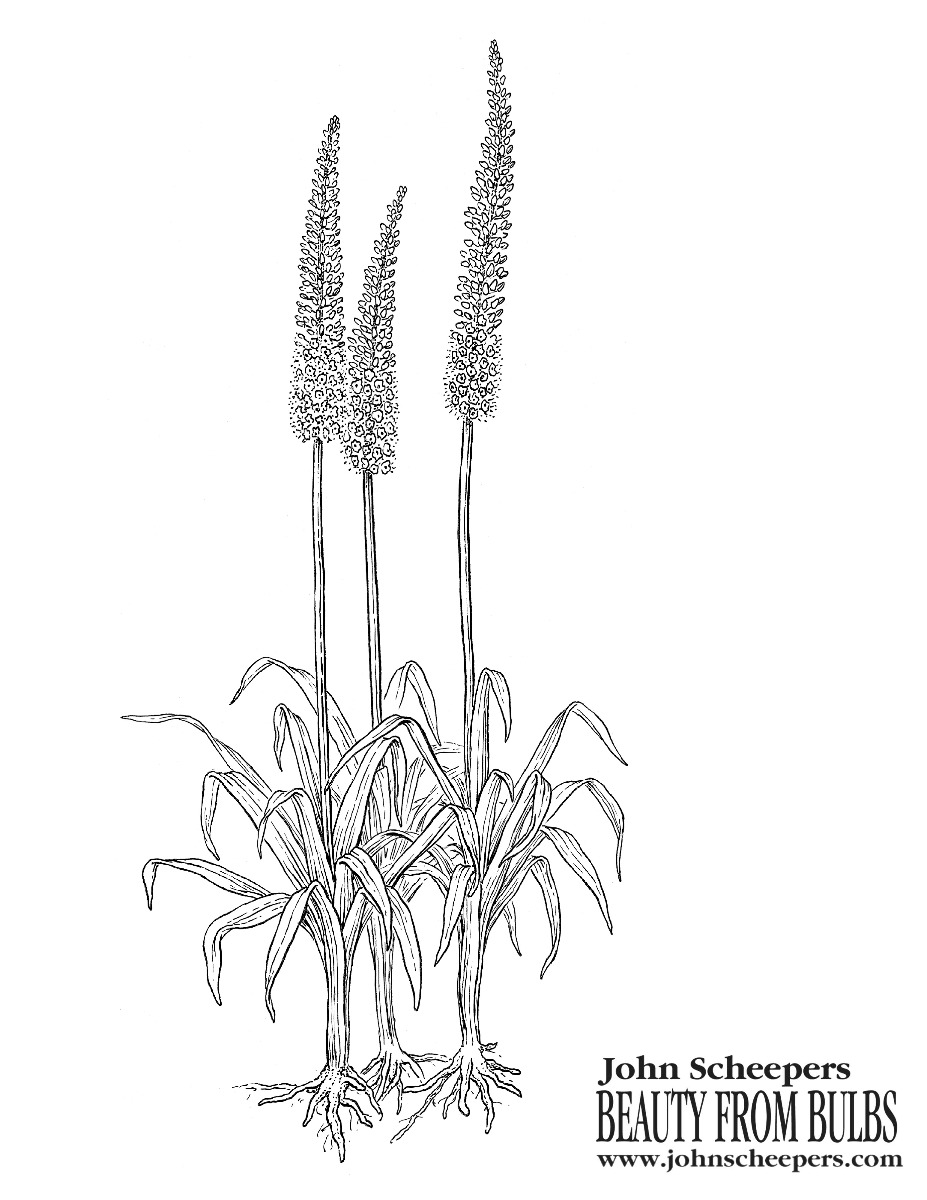 Foxtail Lily