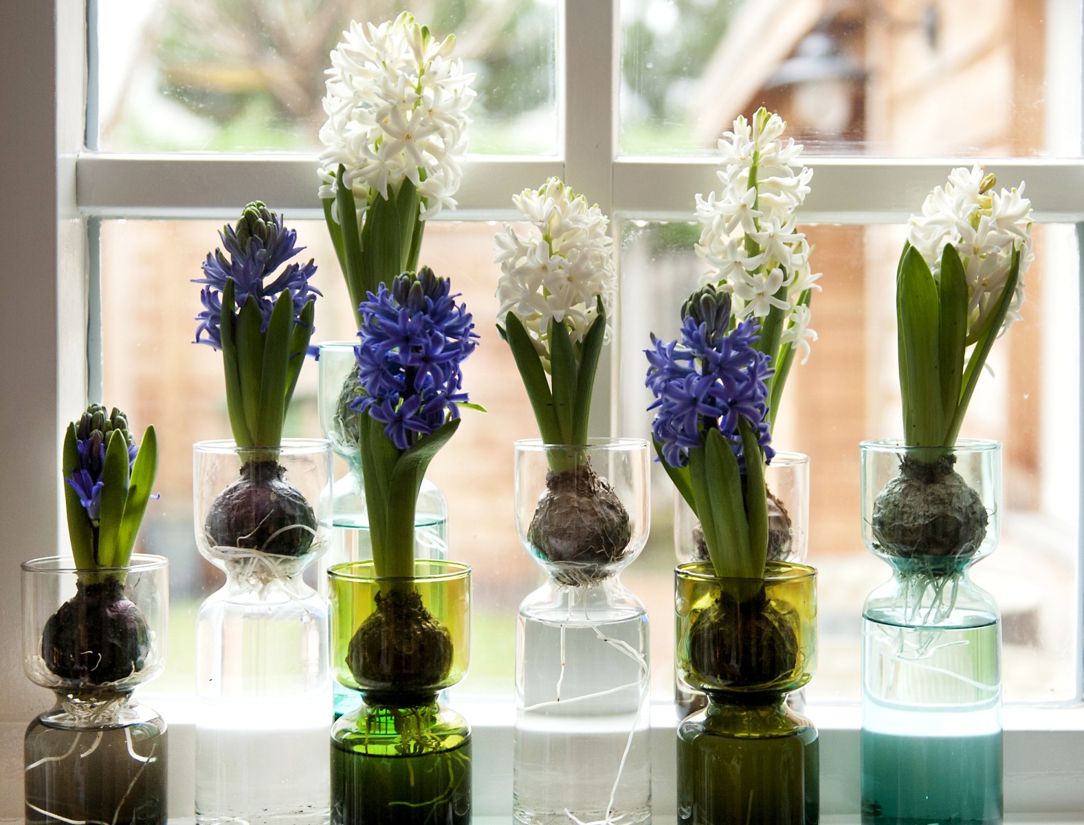 Forcing Flower Bulbs