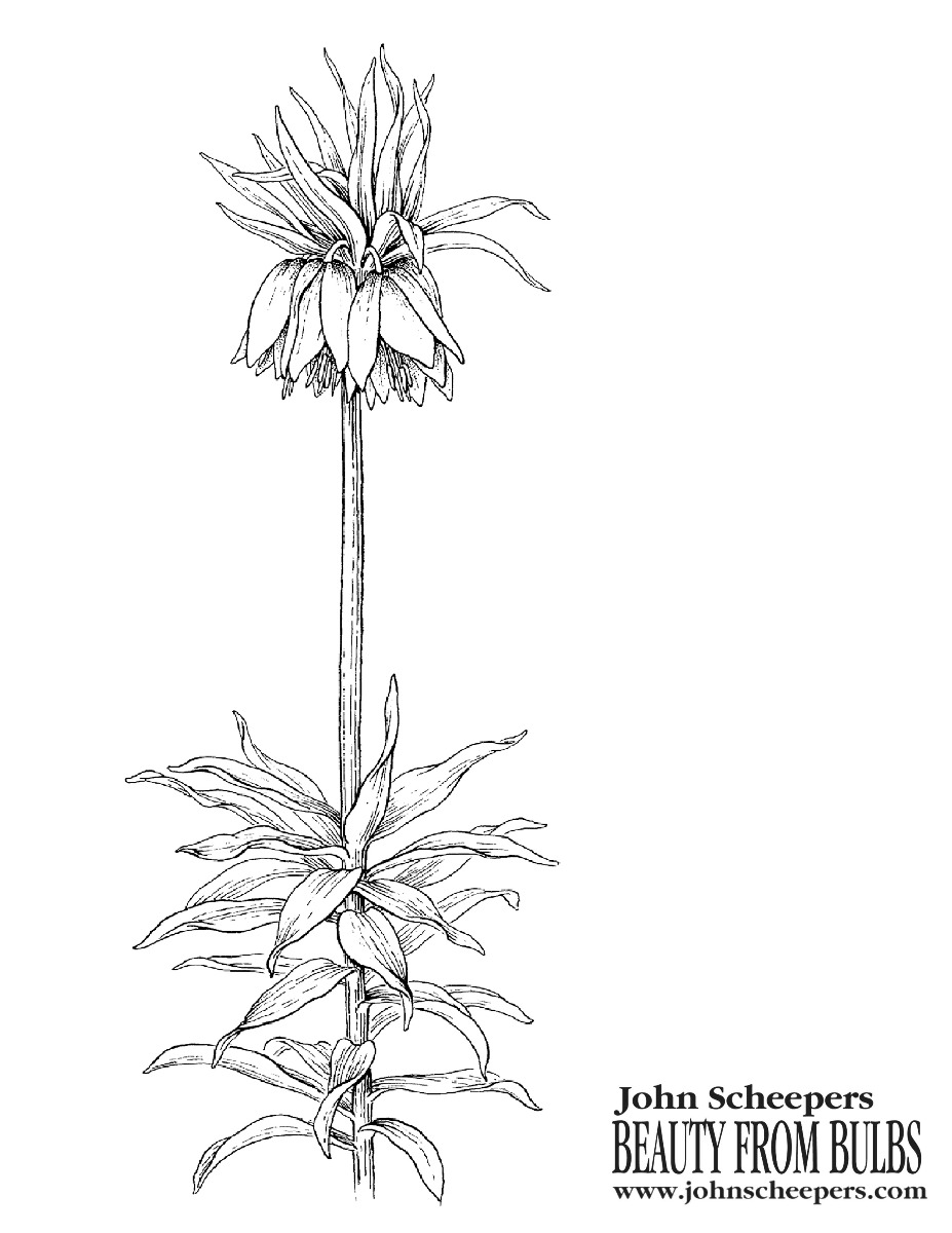 Fritillaria