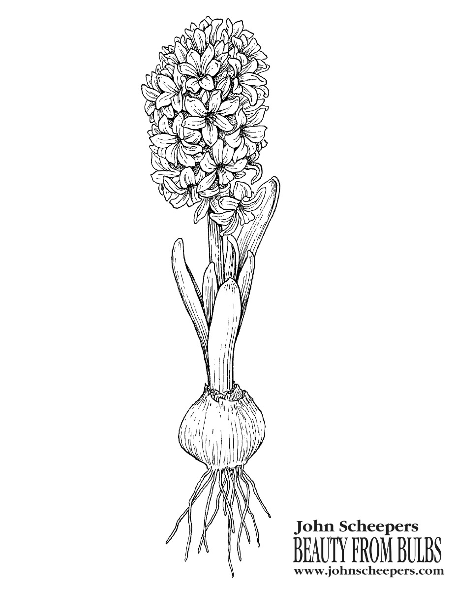 Hyacinth