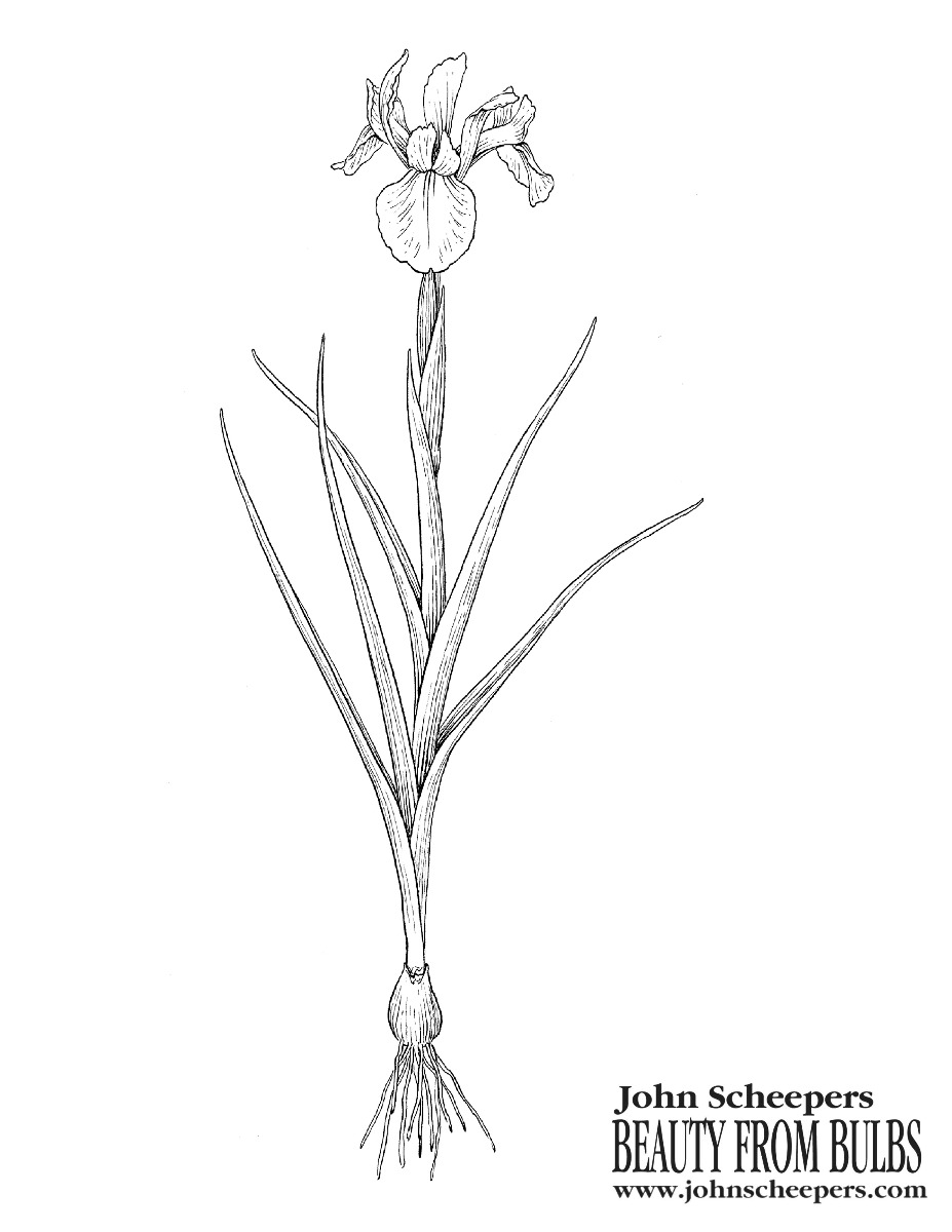 Iris