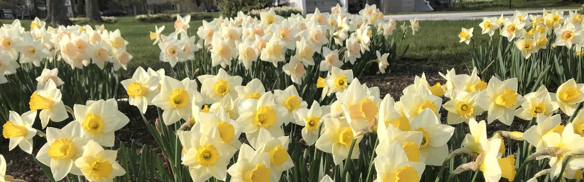 Spring Flower Bulbs in Bloom