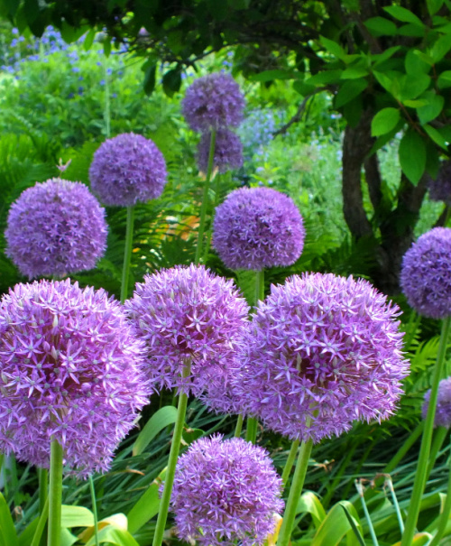 Allium