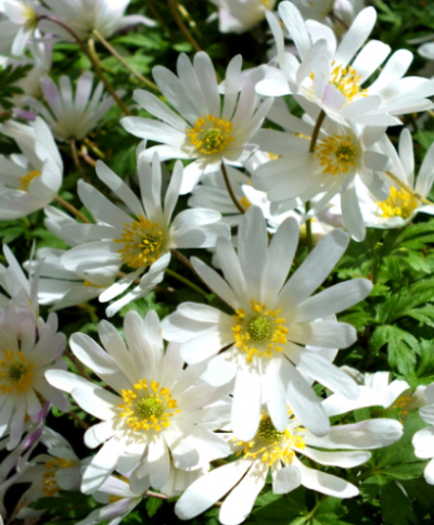 Anemone blanda