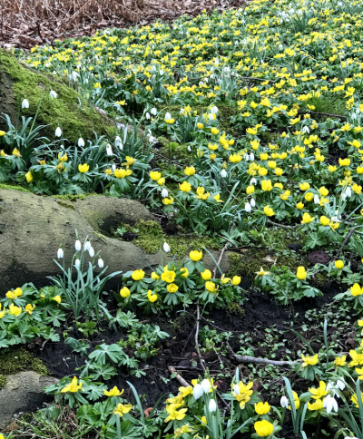 Eranthis