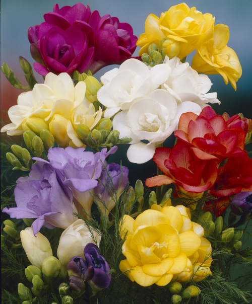 Freesias